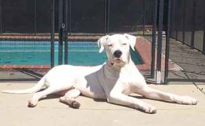 Dogo Argentino resting by the pool